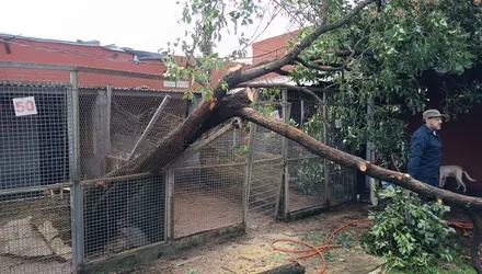 Juntos podemos reconstruir: cómo ayudar a los perros de Prodea después de la tormenta